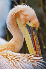 Pelican grooming its plumage