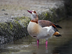 Egyptian goose with head up - Photo of Attenschwiller