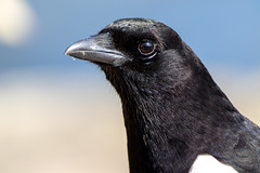 Eurasian magpie - Photo of Montlignon