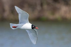 Mediterranean gull