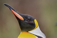 Close profile of a king penguin