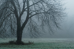 Tree in fog - Photo of Eschau