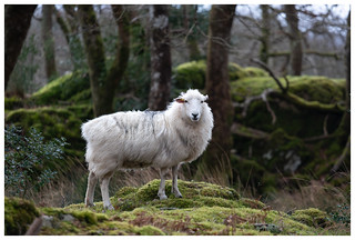 Hafod y Llyn Isaf Sheep