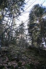 Sentier pédagogique @ Montagne de Chevran @ Arâches-la-Frasse - Photo of Marignier