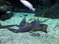 LES REQUINS - Photo of Goyave