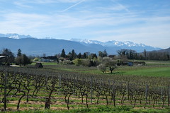Vignes @ Les Marches @ Porte-de-Savoie - Photo of Rotherens