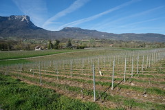 Vignes @ Les Marches @ Porte-de-Savoie - Photo of Villard-Sallet