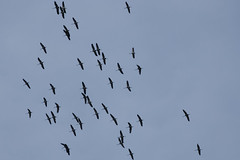 Migrating birds - Photo of Roussy-le-Village