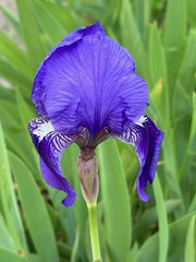 Un iris mauve du parc municipal.