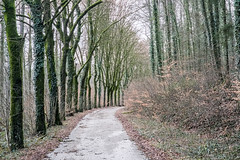 Aligned trees near Oberkorn