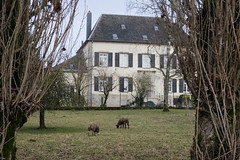 Sheep in Pontpierre - Photo of Russange