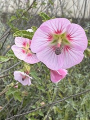 Fleur d-onagre - Photo of Montferrier-sur-Lez