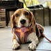 Coco the beagle sitting at a cafe