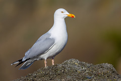 Herring gull - Photo of Honfleur