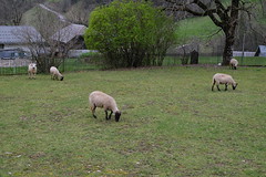 Moutons @ Dingy-Saint-Clair - Photo of Thorens-Glières