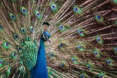 Colourful Peacock - Photo of Brouckerque