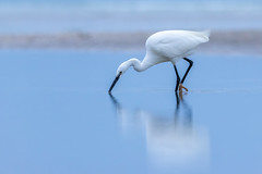Little egret - Photo of Coudray-Rabut
