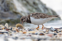 Ruddy turnstone - Photo of Touques