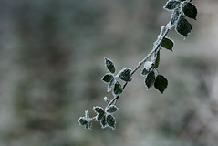 Frozen plant - Photo of Geispolsheim