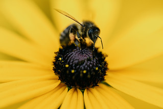 Bee on Yellow
