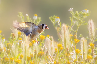 Goldfinch in the golden light of the sea of flowers