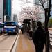 Cherry Blossoms at the Bus Stop on Yongsan Hangang-ro -용산역 버스정류장 벚꽃