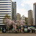 Cherry Blossoms at the Bus Stop on Yongsan Hangang-ro -용산역 버스정류장 벚꽃