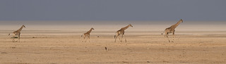 the giraffe family leaving the waterhole....and the jackal...tiny/Etosha in Namibia