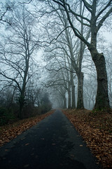 Path to the mist - Photo of Fegersheim