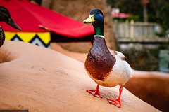 Disneyland Park - Adventureland - Duck - Photo of Dampmart