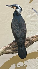 Great cormorant - Photo of Boissy-Saint-Léger