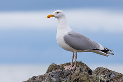 Herring gull - Photo of Saint-Pierre-Azif