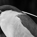 The black-crowned night heron