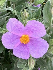 Fleur de ciste - Photo of Saint-Geniès-des-Mourgues