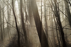 Trees in mist - Photo of Blienschwiller