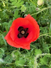 Fleur cocarde - Photo of Montaud