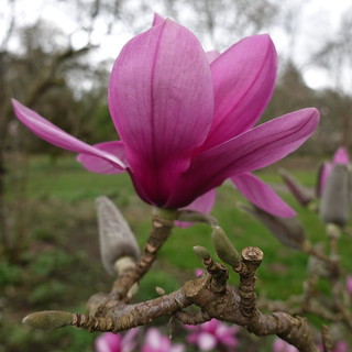 magnolia 'Apollo'