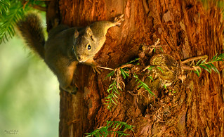 Red Squirrel on Coastal Redwood tree