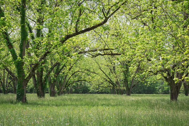 Pecan Orchard During Springtime