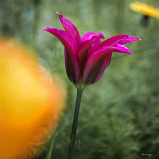 les Tulipes de Viù