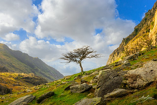 Lone tree at Pen-Y-Pass, Llanberis, Snowdonia, North Wales.
