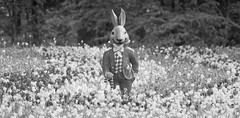 Lapin - Photo of Fontaines-en-Sologne