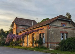 blauweregen - Photo of Terron-sur-Aisne
