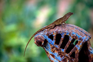 Lizard On A Pump Handle (1)