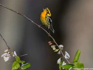 Blackburnian Warbler #2 / I invite you to click on the YouTube link
