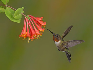 Ruby-throated Hummingbird on scarlet honeysuckle
