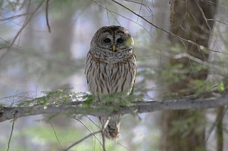 Chouette rayée (Forme claire) Barred Owl (Clear form) (Strix varia)