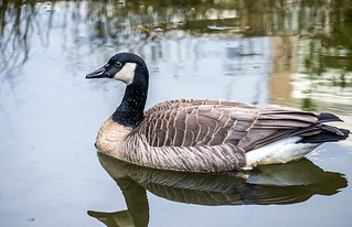 Candian Goose On the Pond