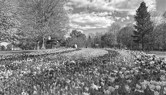Parterre de fleurs - Photo of Saint-Gervais-la-Forêt