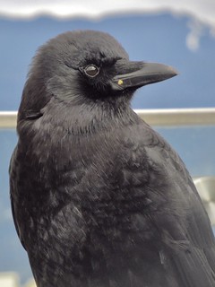 crow id IMG_5369